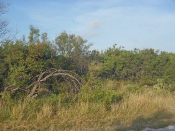 Example High Plains: Mesquite Shrubland.jpg Example High Plains: Mesquite Shrubland.jpg