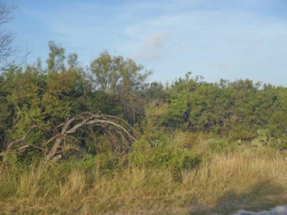 Example High Plains: Mesquite Shrubland.jpg