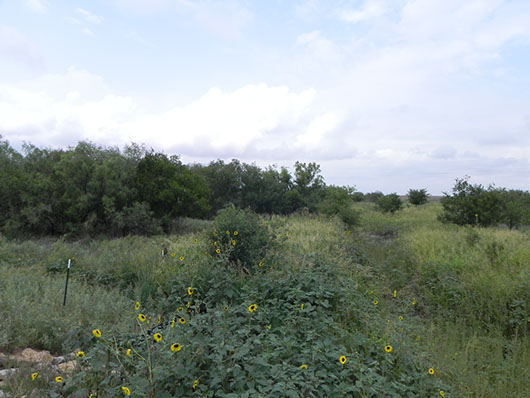 high plains-riparian deciduous shrubland-1072.jpg