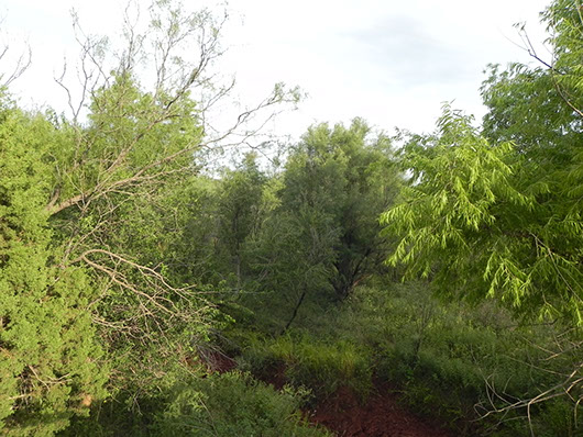 high plains-riparian hardwood forest-1039.jpg