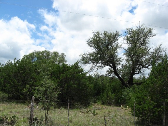 Example High Plains: Riparian Hardwood/Juniper Forest.jpg