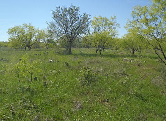 high plains-riparian herbaceous vegetation-265 (2).jpg