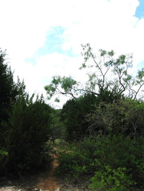 Example High Plains: Riparian Juniper Forest.jpg Example High Plains: Riparian Juniper Forest.jpg