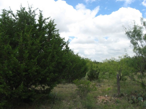 Example High Plains: Riparian Juniper Shrubland.jpg Example High Plains: Riparian Juniper Shrubland.jpg