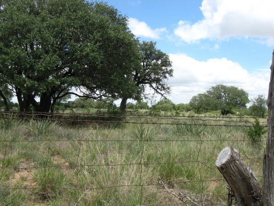 Example High Plains: Riparian Live Oak Forest.jpg Example High Plains: Riparian Live Oak Forest.jpg