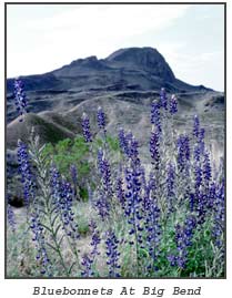 Big Bend is one of TPWD's exquisite sites for viewing nature such as these Bluebonnets.