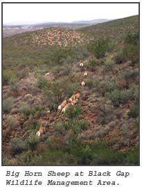 Big Horn Sheep at Black Gap Wildlife Management Area