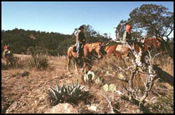 Horseback riders enjoying nature.