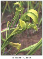 Pitcher Plants are one of the fascinating species of wildlife to view.