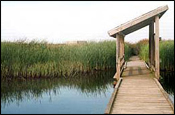 The Boardwalk at Sea Rim State Park is one of the numerous TPWD sites for viewing nature.