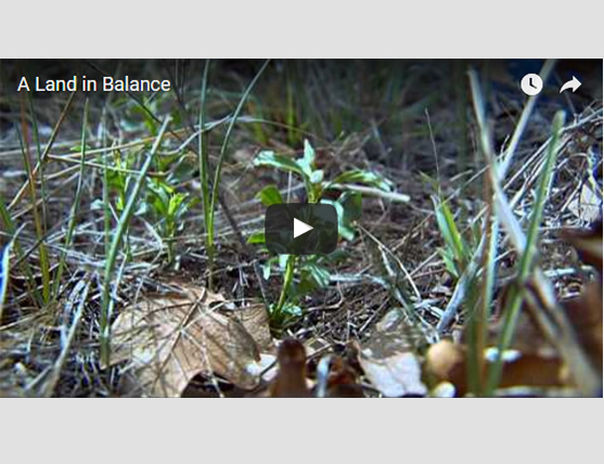 Still image from video about fire's role in a healthy ecosystem.