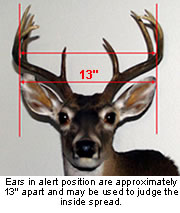 legal buck deer
