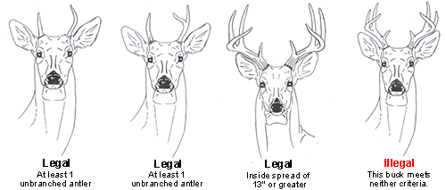 Examples of bucks that do and do not meet the aforementioned criteria.