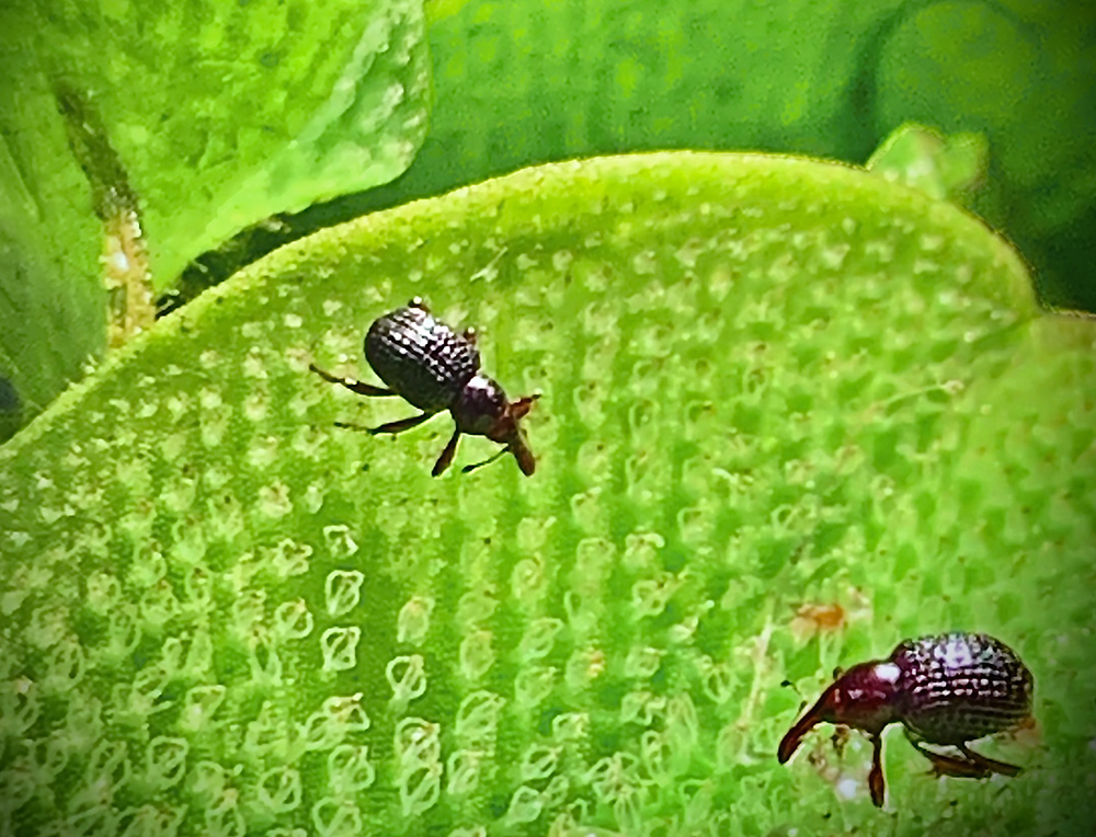 Closeup of weevil on giant salvinia leaves