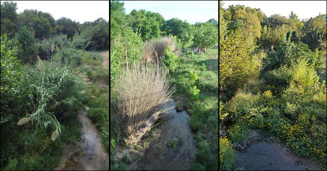 Series of three photos showing creek before and after Arundo treatment