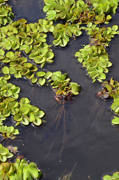 Close view of a few giant salvinia plants floating in water