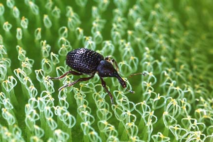Closeup of weevil on giant salvinia leaves