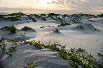 Sunrise on Texas coastal dunes