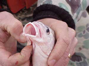 Looking in mouth of freshwater drum