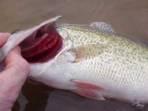Largemouth bass showing bloody gills