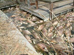 dead fish piled near dock