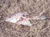 Partially eaten crappie indicates feeding on dead fish by other wildlife