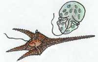 Dinoflagellates
