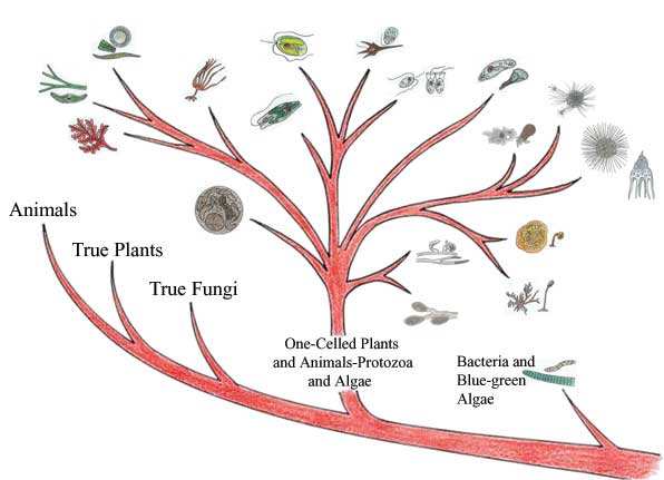 Protist Family Tree 