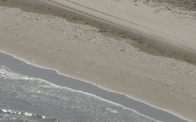 aerial view of dea fish on the beach, Oct. 14, 2009