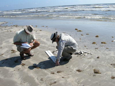 TPWD biologists conducting surveys of dead fish during Red Tide Bloom, 10/16/09
