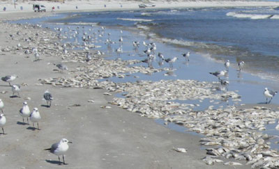 gulls feeding on dead fish at Packery Channel