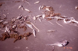 A Fish Kill on a Texas bay