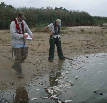 Team members observe dead fish at Lake Fairfield