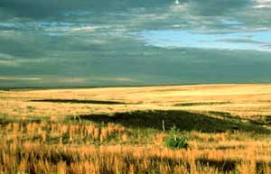 photo of Panhandle grassland