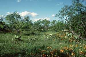 view of South Texas plains vegetation
