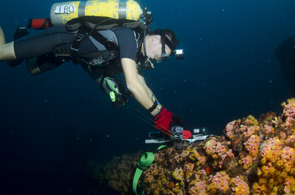 Diver Monitoring Reef
