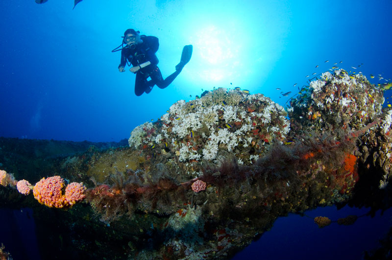 Diver explores a reef.