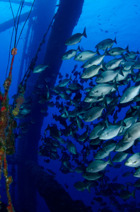 School of fish inhabits a reefed oil platform.