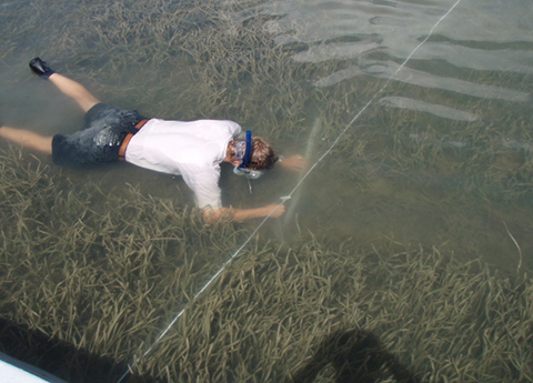 Seagrass Monitoring