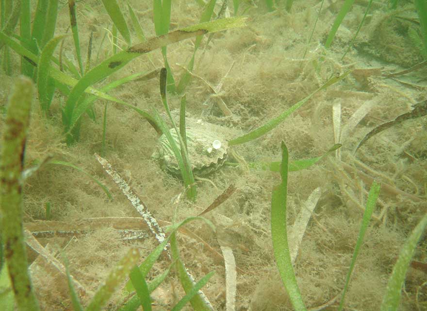 Seagrass Protection