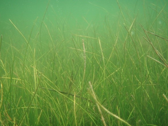 manatee grass.jpg