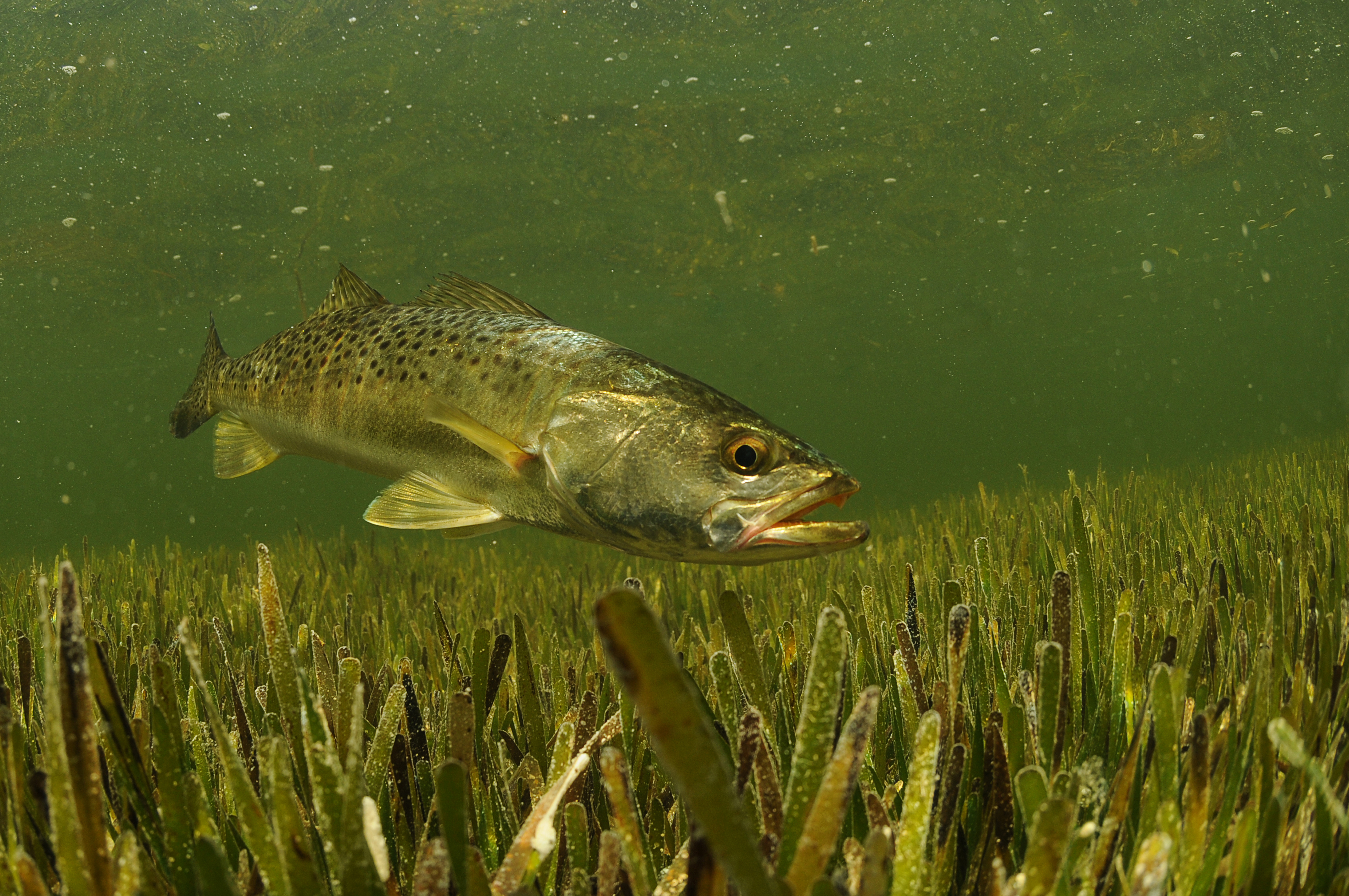 Sea Trout 017.jpg