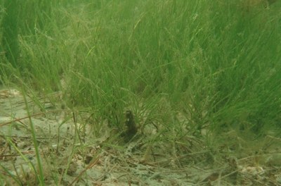 shoal grass