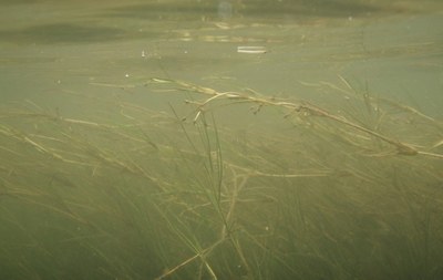 widgeon grass.jpg