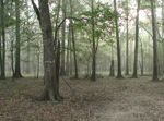 A bottomland hardwood forest in East Texas.
