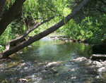 Lake Creek in Travis County, prior to channelization.