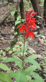 The cardinal flower (Lobelia cardinalis), can be found in swamps and moist, wooded areas.