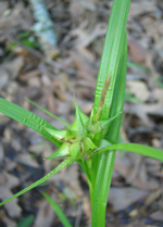 The greater bladder sedge (Carex intumescens) can be found in meadows and swamps in the eastern regions of Texas.