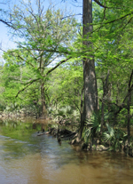 This flowing East Texas stream is an important part of a bottomland hardwood ecosystem.