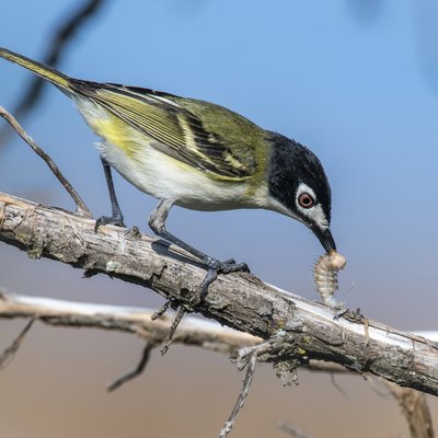 A black-capped vireo perched on a branch with blue sky in the background